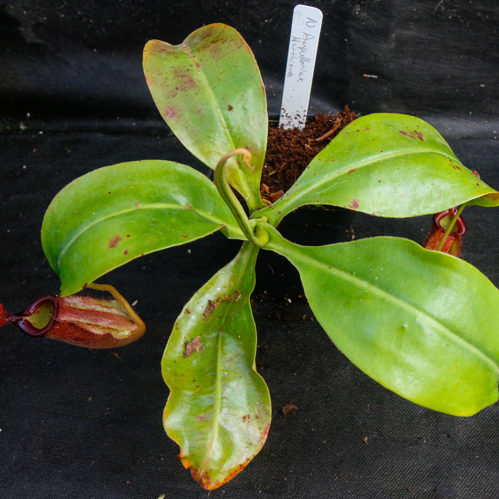 
                      
                        Nepenthes ampullaria x northiana
                      
                    