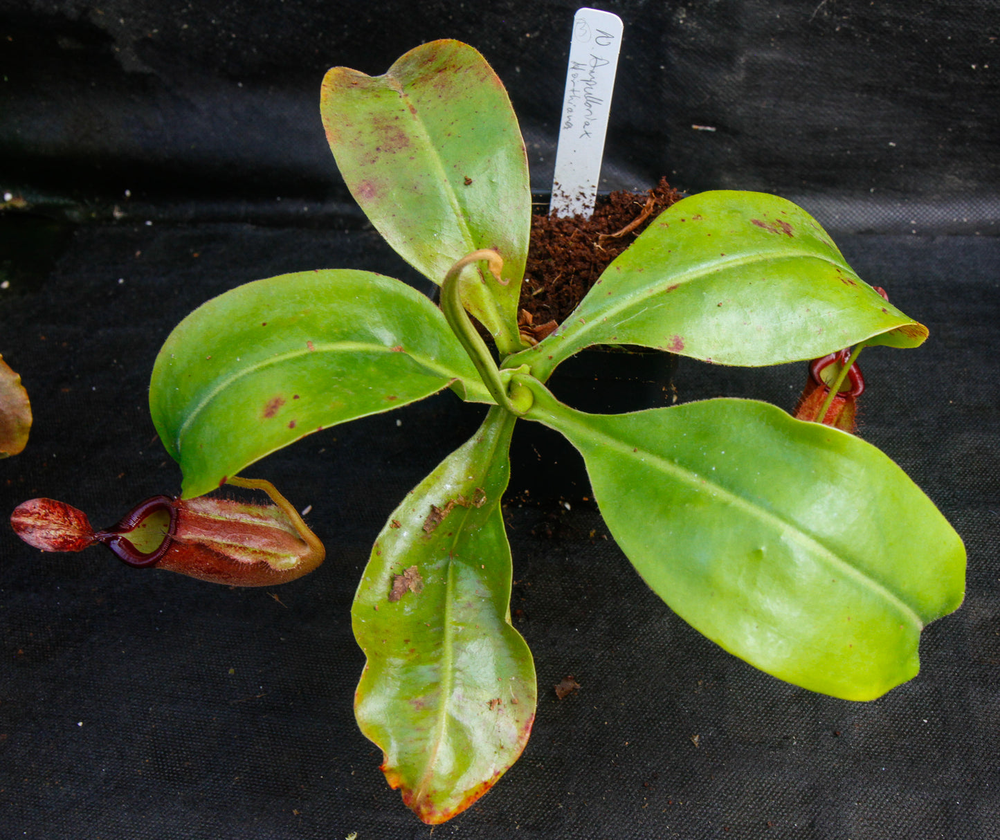 Nepenthes ampullaria x northiana