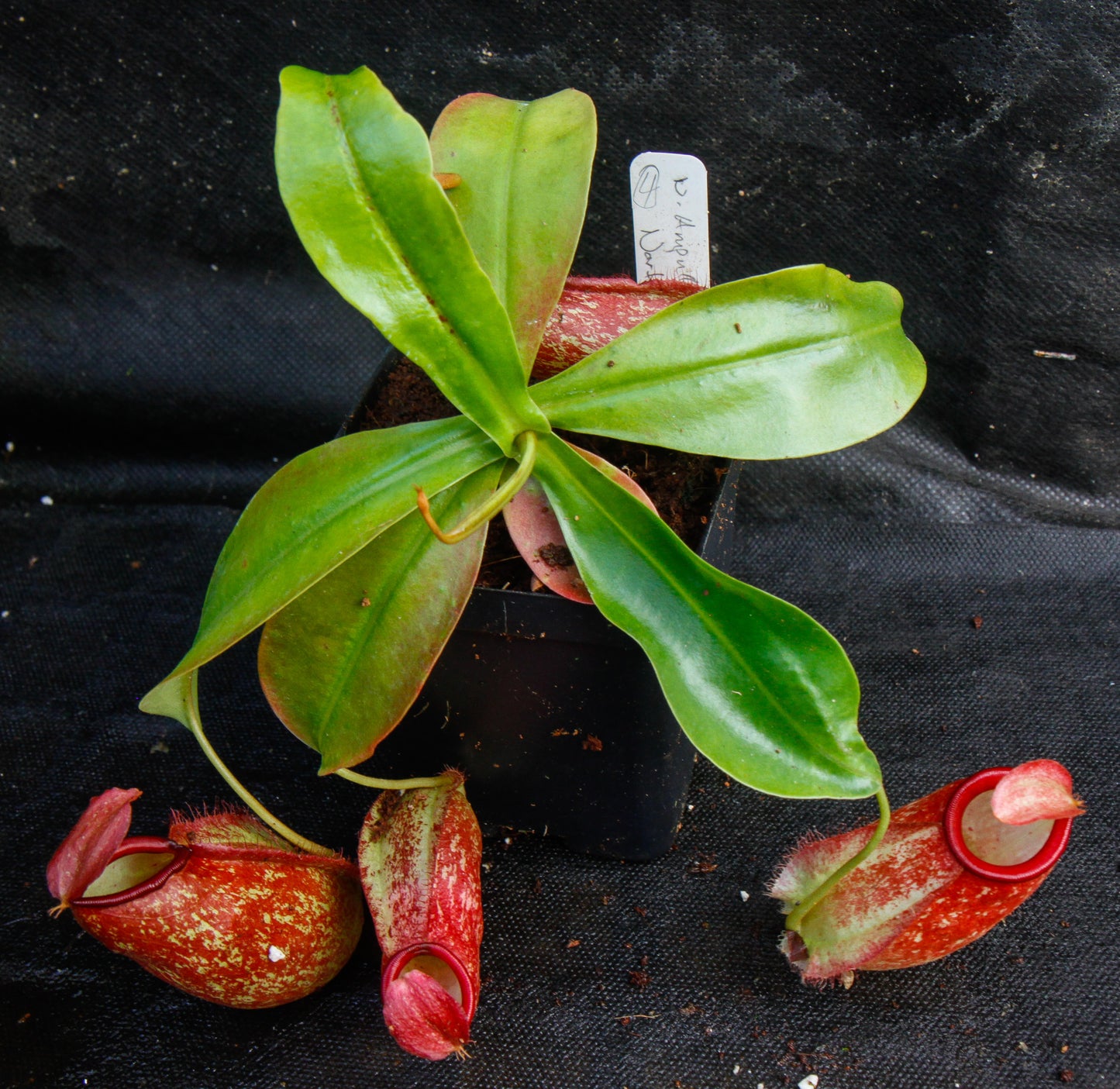 Nepenthes ampullaria x northiana
