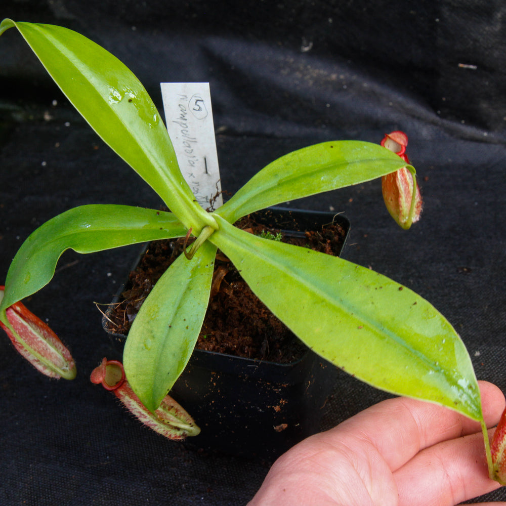 
                      
                        Nepenthes ampullaria x northiana
                      
                    
