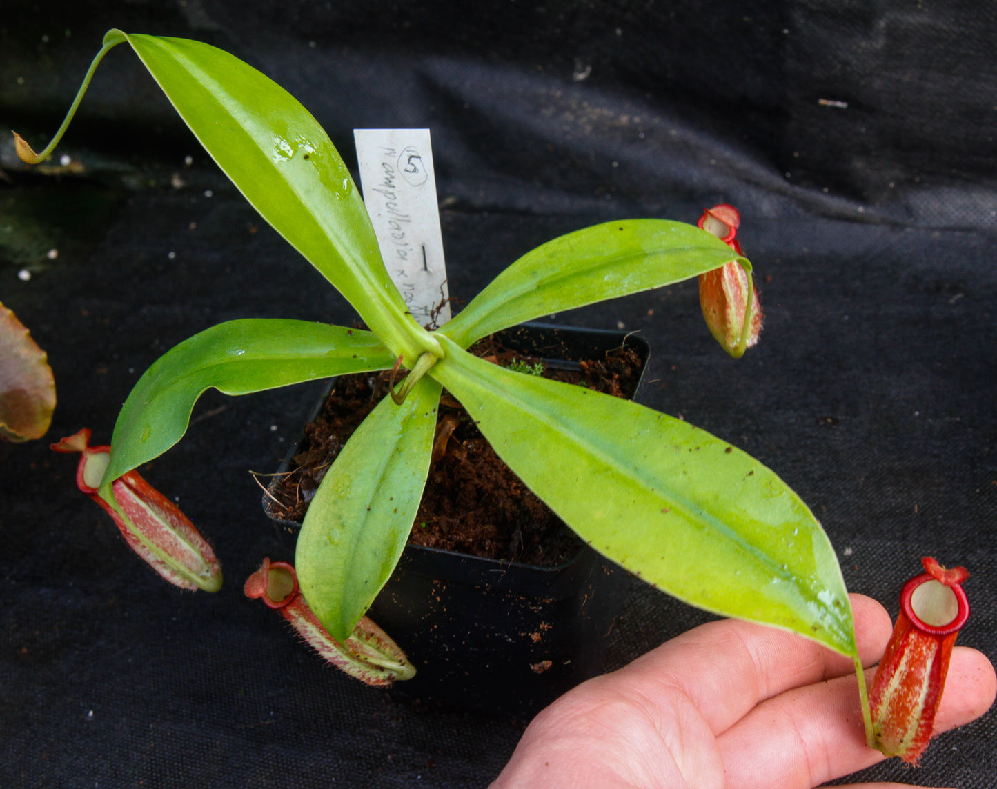 Nepenthes ampullaria x northiana