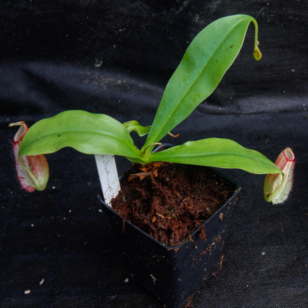 
                      
                        Nepenthes ampullaria x northiana
                      
                    