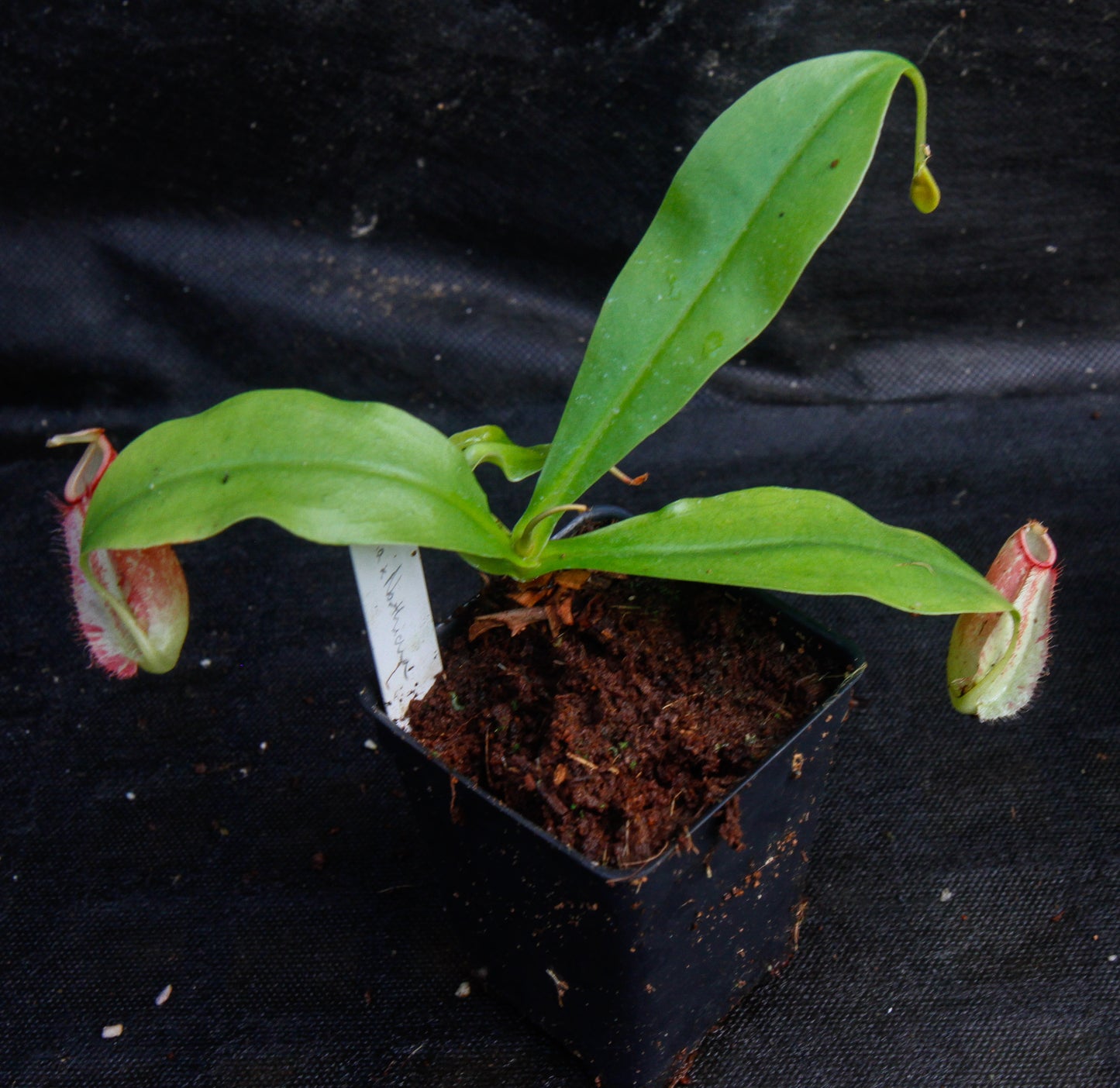 Nepenthes ampullaria x northiana