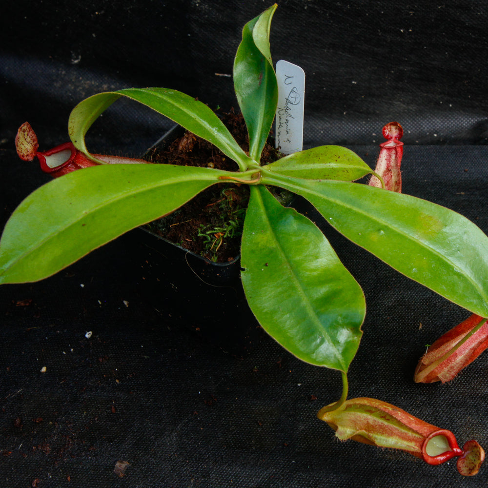 
                      
                        Nepenthes ampullaria x northiana
                      
                    