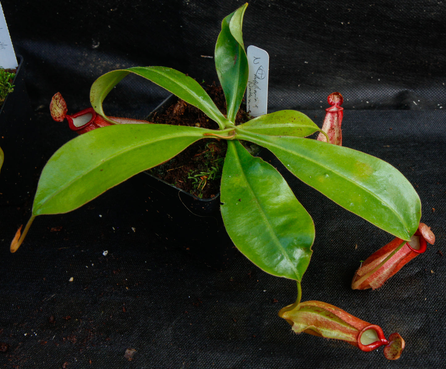 Nepenthes ampullaria x northiana