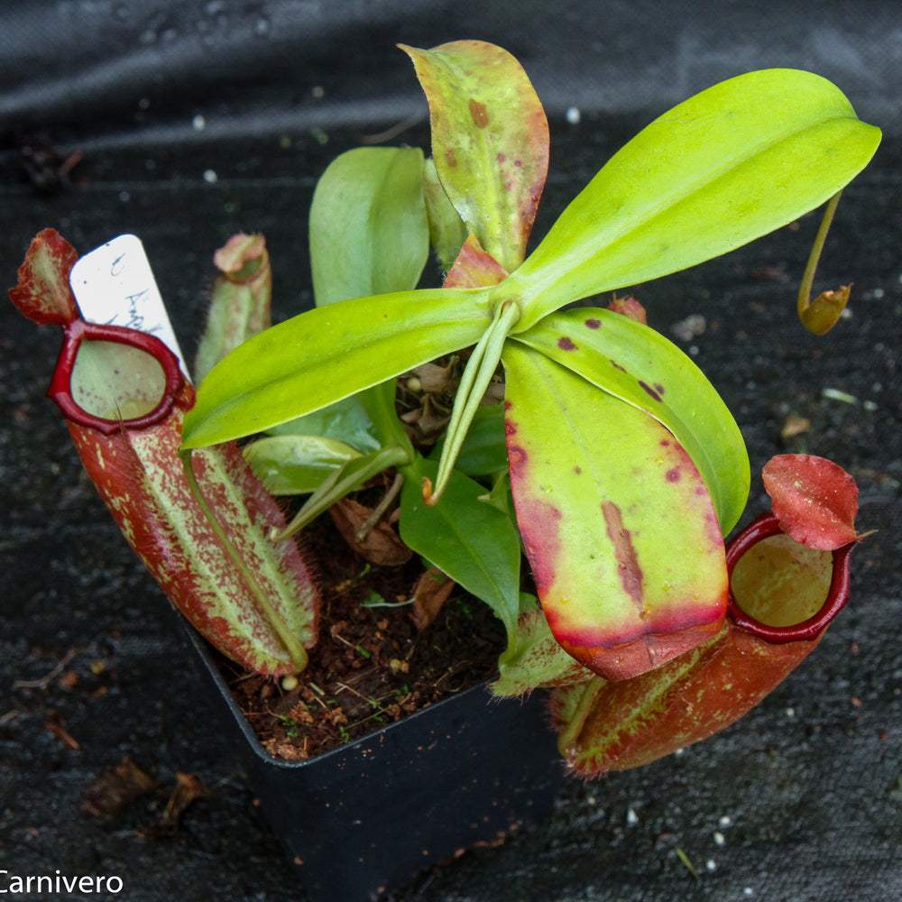 
                      
                        Nepenthes ampullaria x northiana
                      
                    