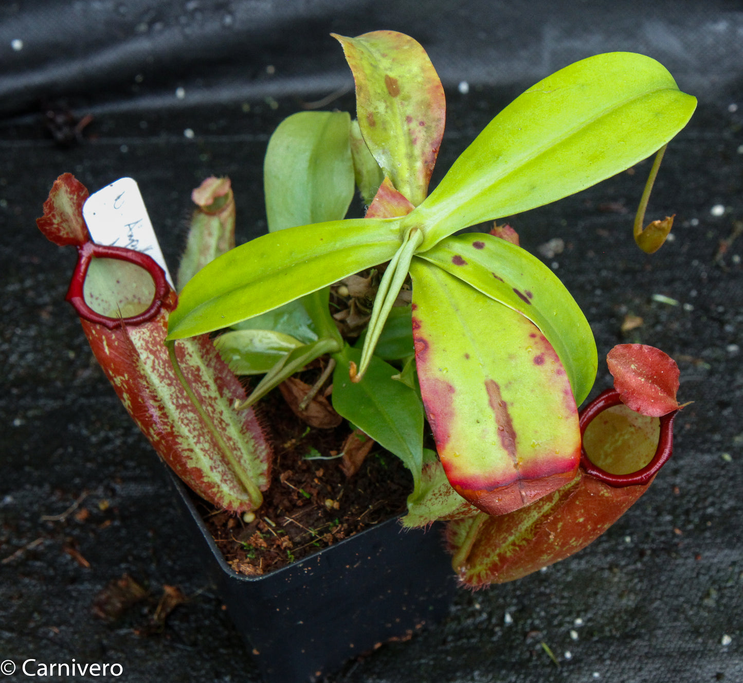 Nepenthes ampullaria x northiana