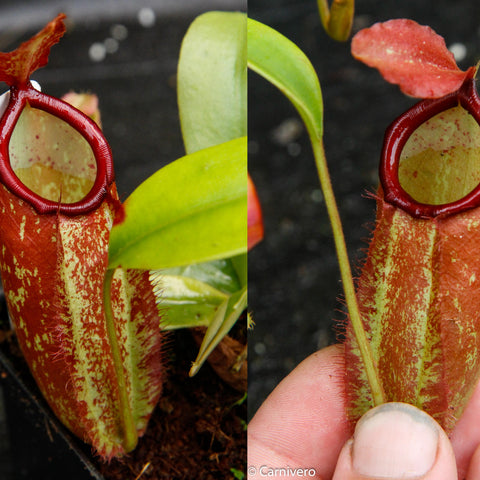 Split collage of Nepenthes ampullaria x northiana with red tubular pitchers and pale interiors in a pot