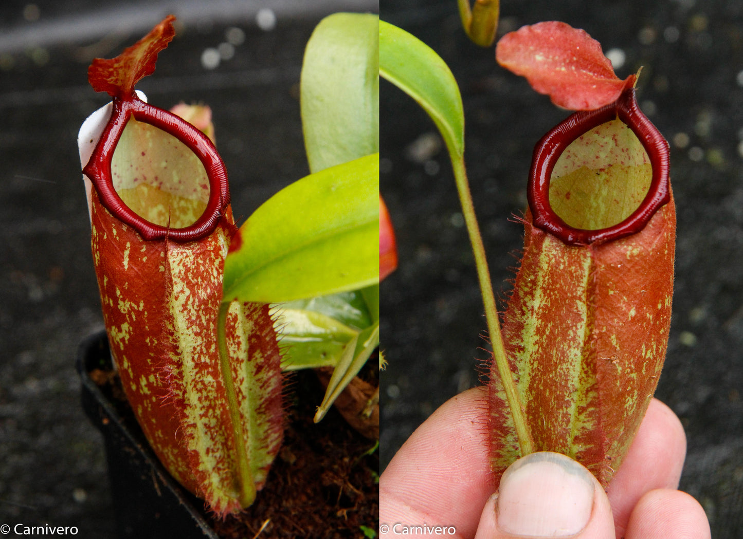 Nepenthes ampullaria x northiana