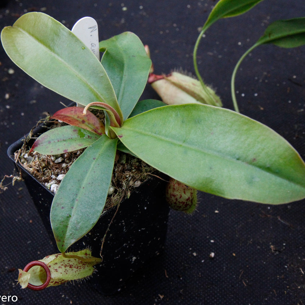 
                      
                        Nepenthes ampullaria x sibuyanensis, BE-3305
                      
                    
