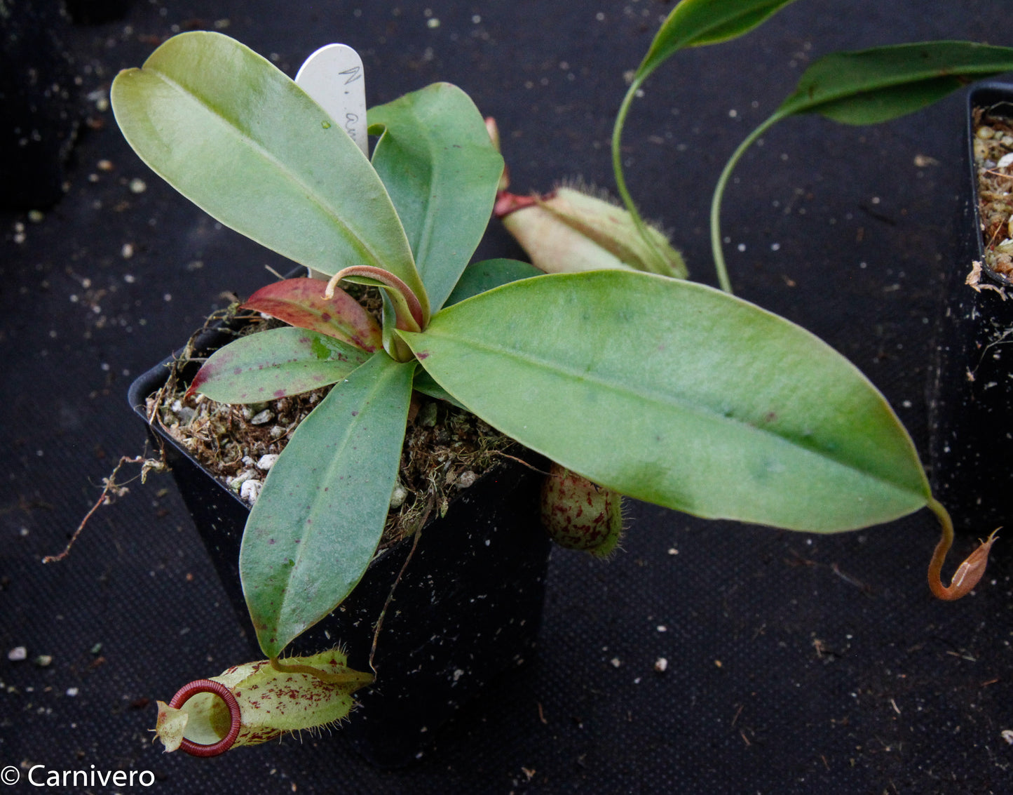Nepenthes ampullaria x sibuyanensis, BE-3305