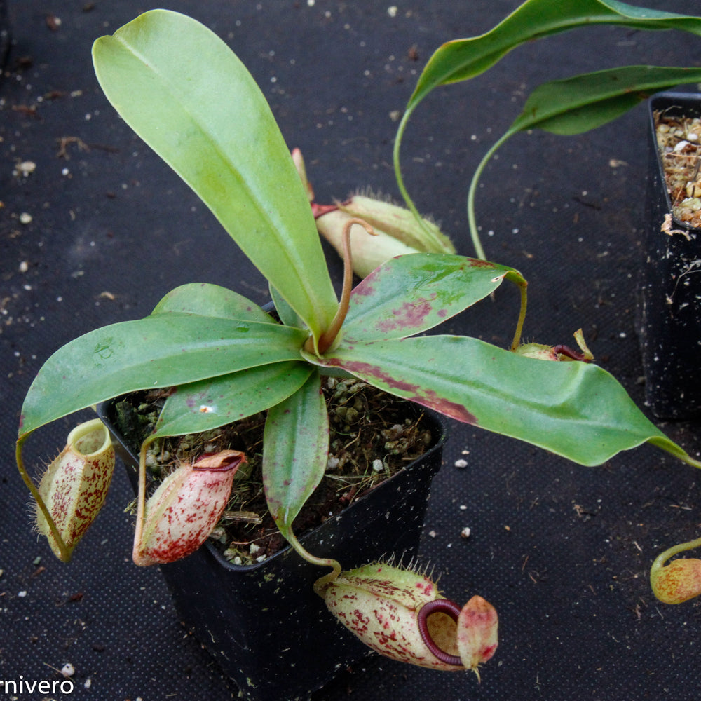 
                      
                        Nepenthes ampullaria x sibuyanensis, BE-3305
                      
                    