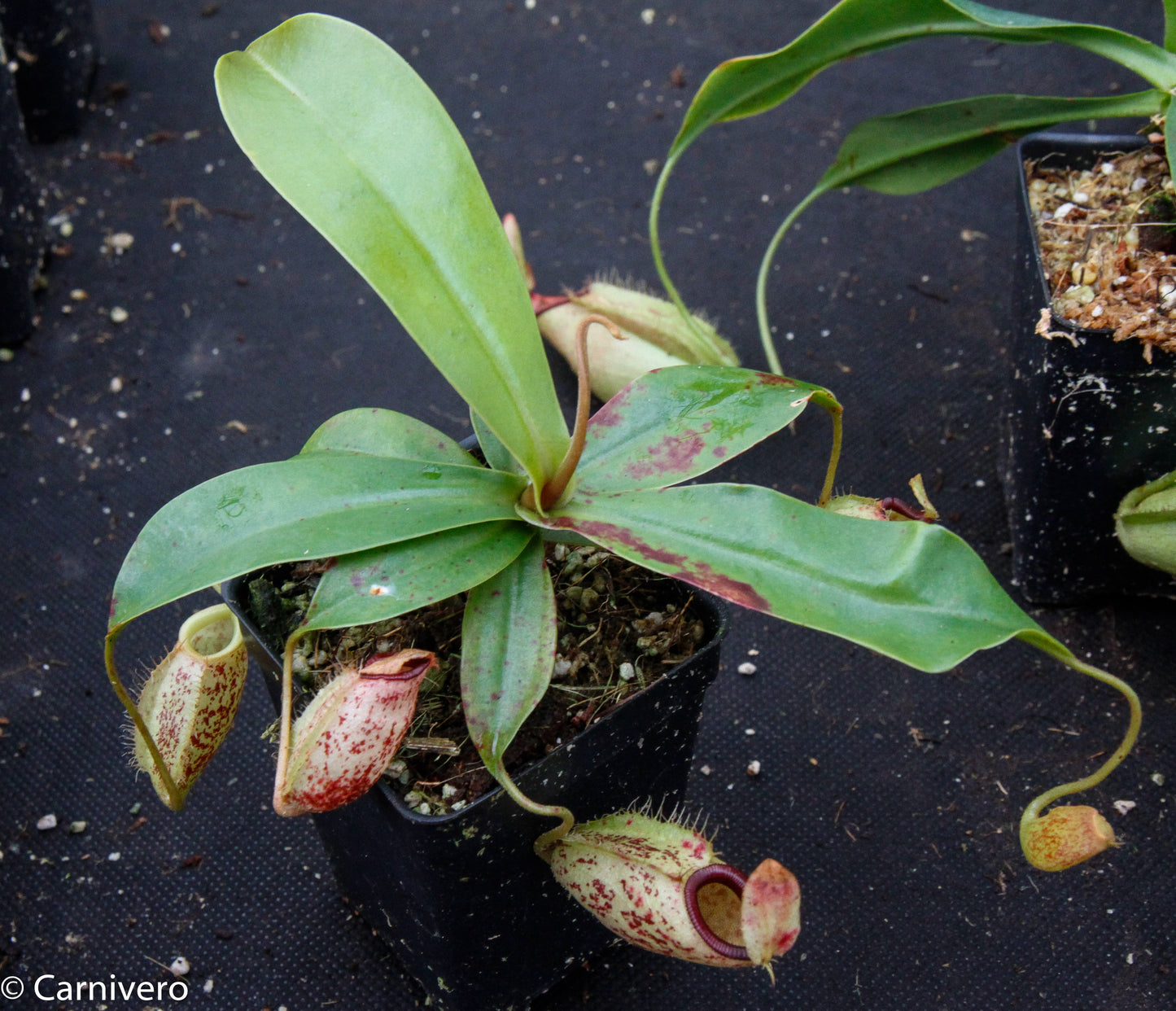 Nepenthes ampullaria x sibuyanensis, BE-3305