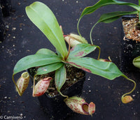 Nepenthes ampullaria x sibuyanensis, BE-3305