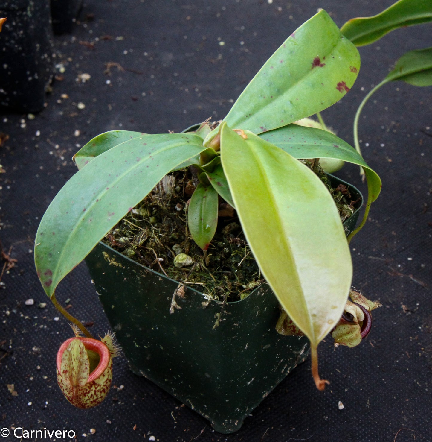 Nepenthes ampullaria x sibuyanensis, BE-3305