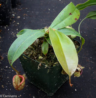Nepenthes ampullaria x sibuyanensis, BE-3305