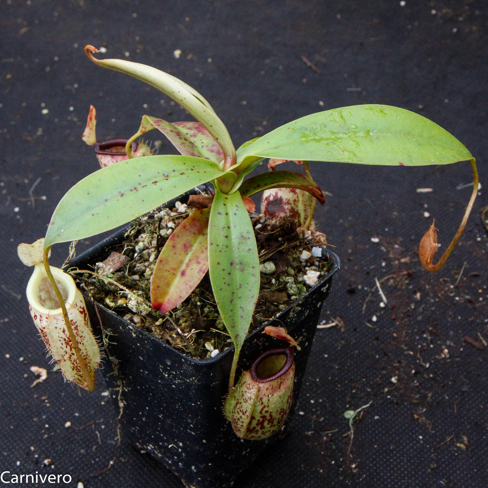 Nepenthes ampullaria x sibuyanensis, BE-3305