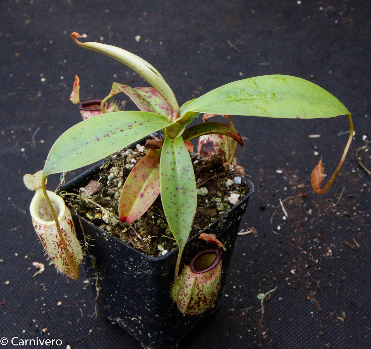 Nepenthes ampullaria x sibuyanensis, BE-3305