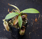 Nepenthes ampullaria x sibuyanensis, BE-3305
