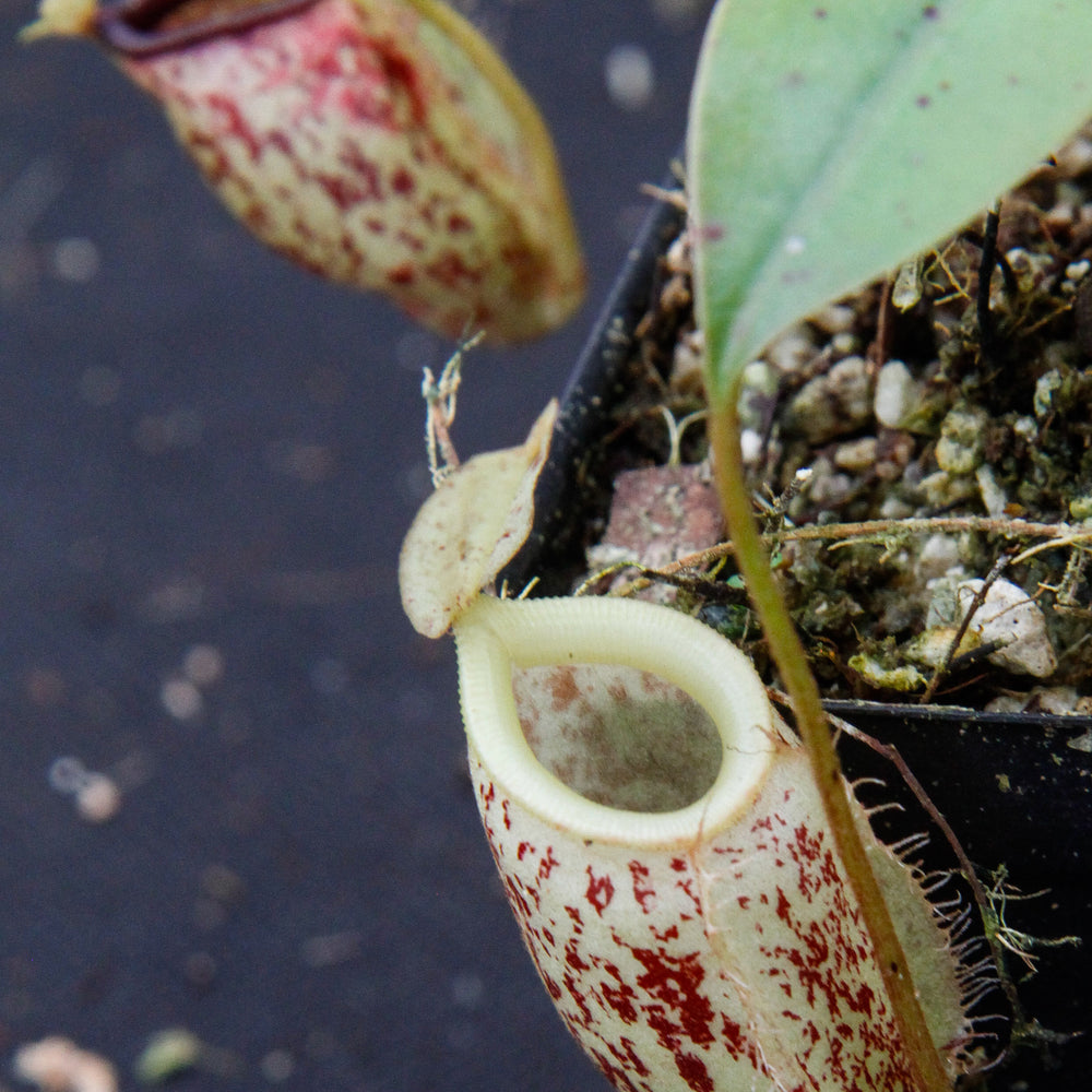
                      
                        Nepenthes ampullaria x sibuyanensis, BE-3305
                      
                    