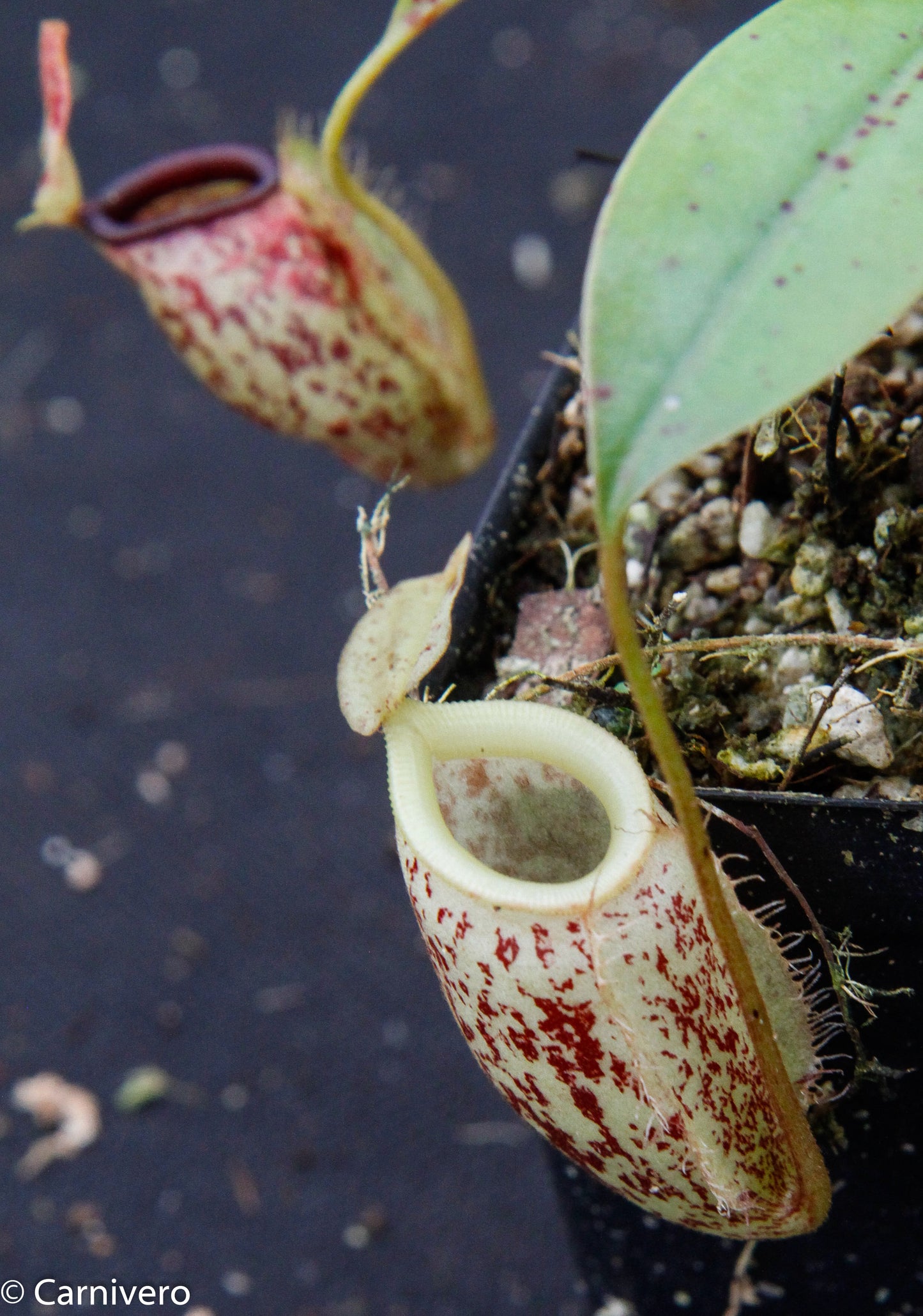 Nepenthes ampullaria x sibuyanensis, BE-3305