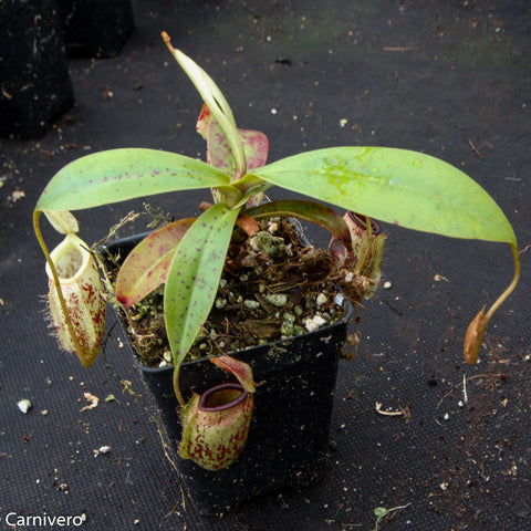 Nepenthes ampullaria x sibuyanensis BE-3305 with broad green leaves and a spotted hanging pitcher near the pot side