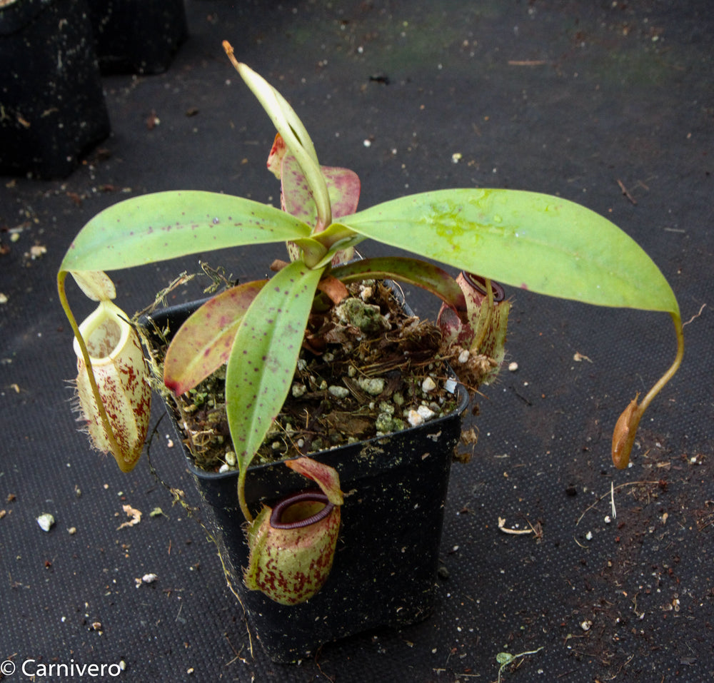 Nepenthes ampullaria x sibuyanensis, BE-3305