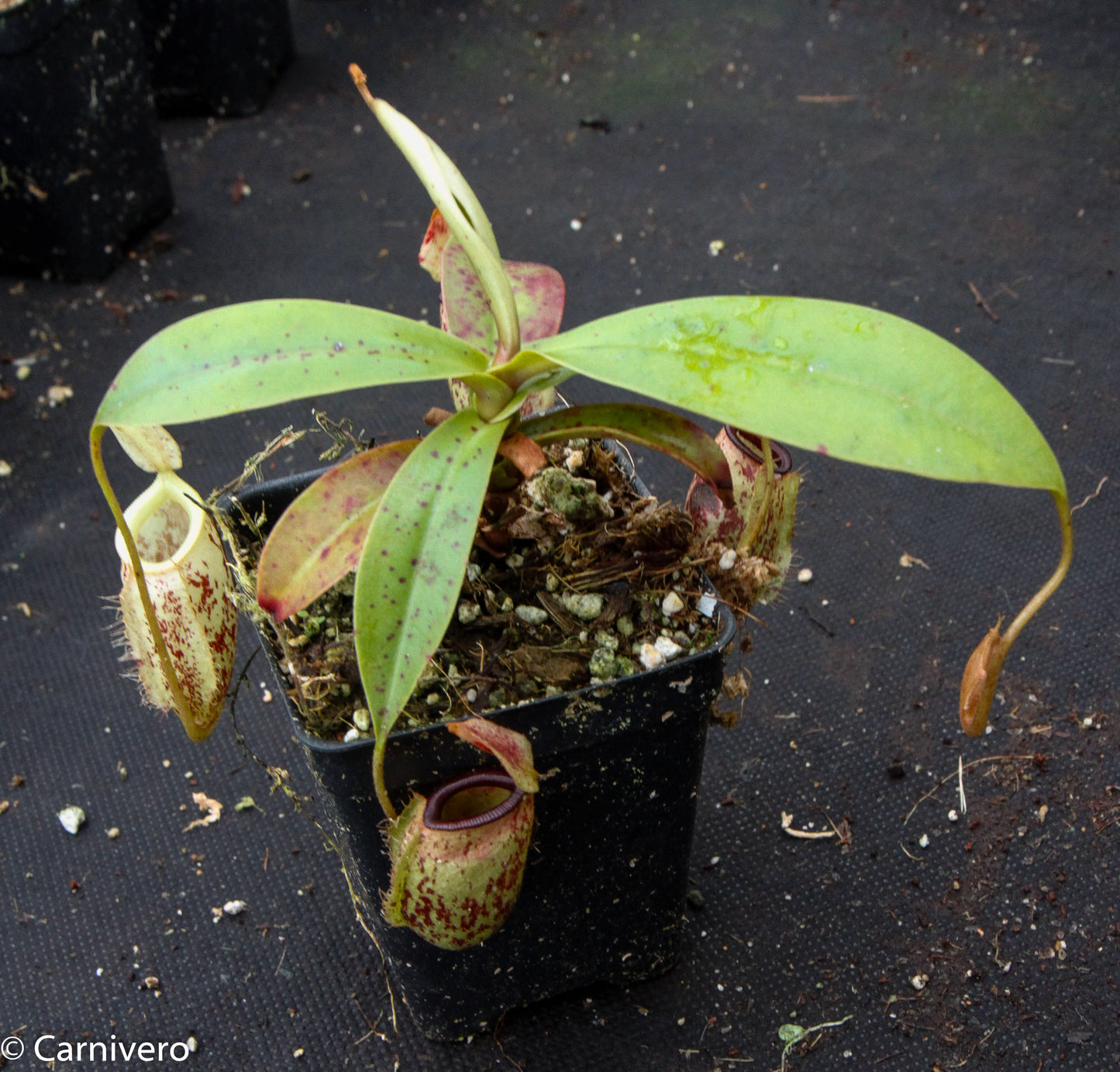 Nepenthes ampullaria x sibuyanensis, BE-3305