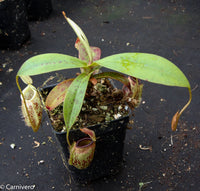 Nepenthes ampullaria x sibuyanensis, BE-3305