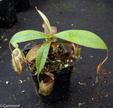 Nepenthes ampullaria x sibuyanensis, BE-3305