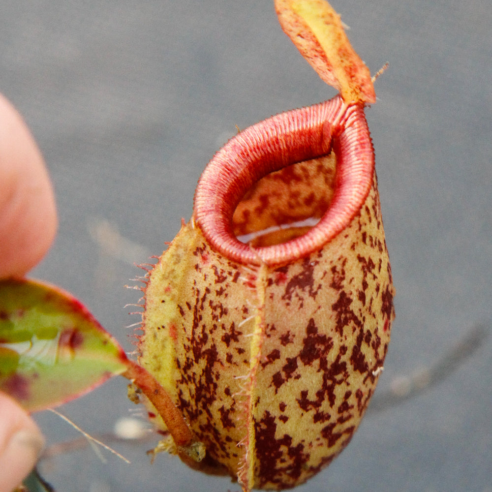 
                      
                        Nepenthes ampullaria x sibuyanensis, BE-3305
                      
                    