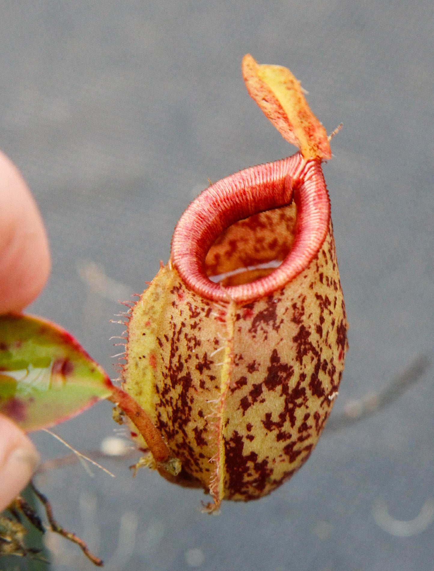 Nepenthes ampullaria x sibuyanensis, BE-3305