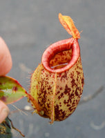 Nepenthes ampullaria x sibuyanensis, BE-3305