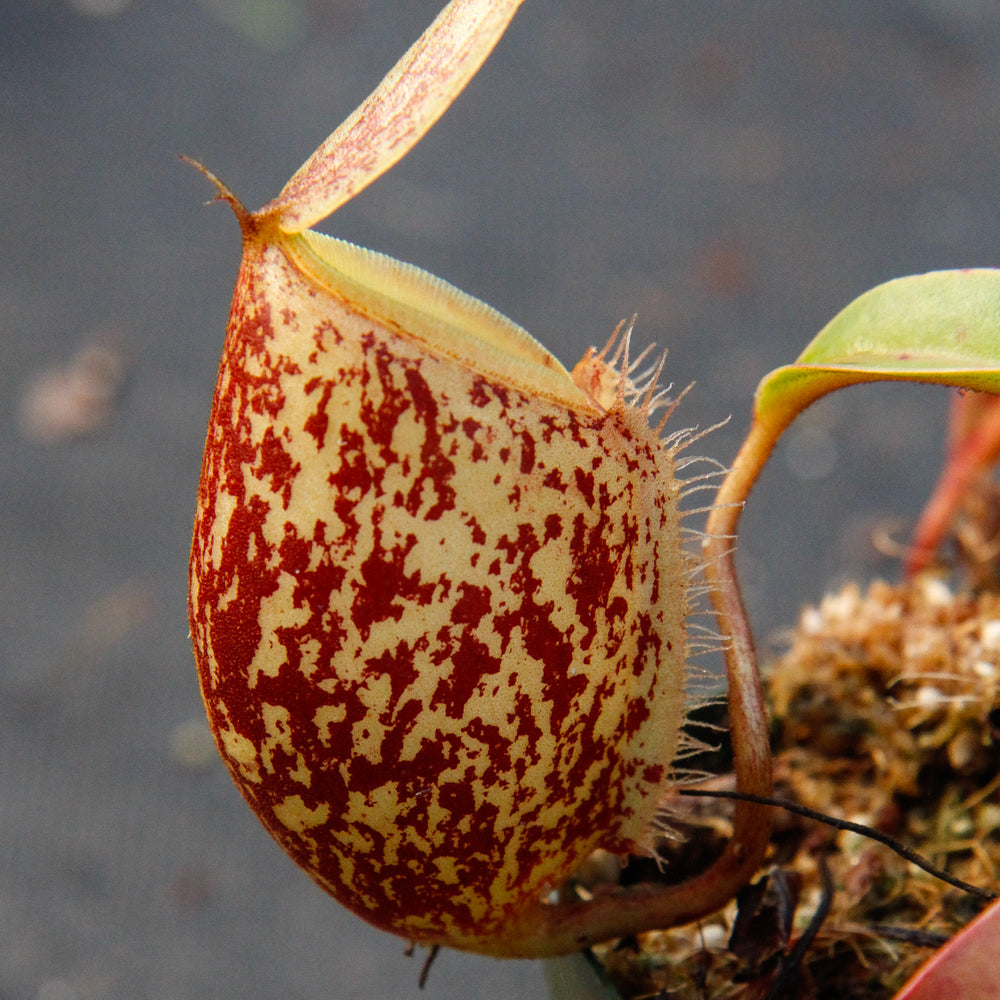 
                      
                        Nepenthes ampullaria x sibuyanensis, BE-3305
                      
                    
