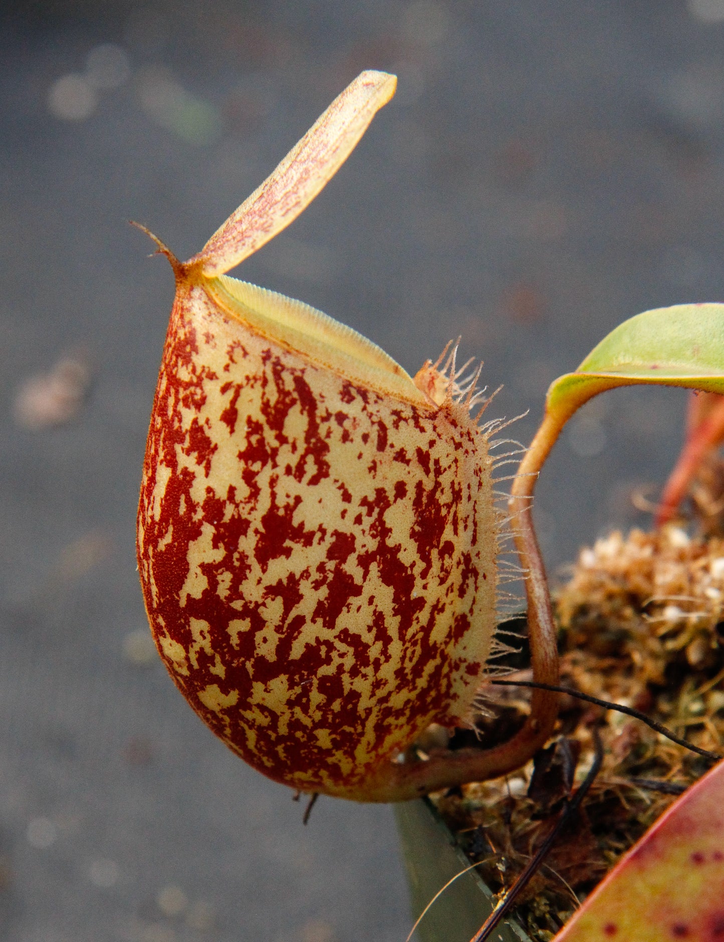 Nepenthes ampullaria x sibuyanensis, BE-3305