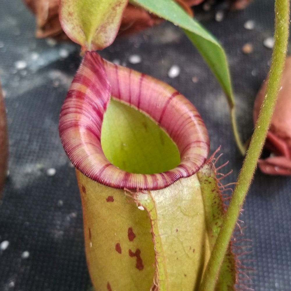 
                      
                        Nepenthes ampullaria x spectabilis
                      
                    