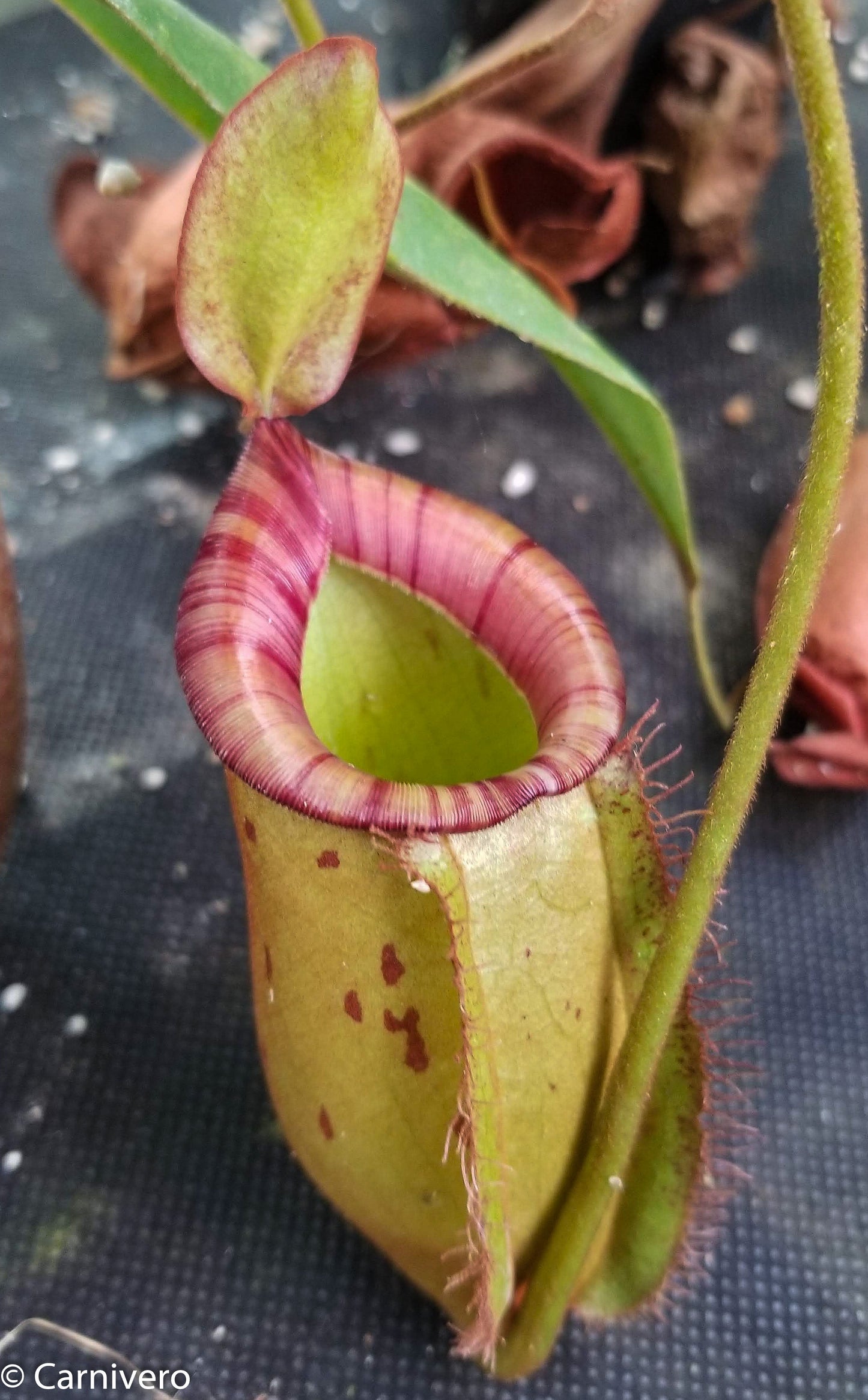 Nepenthes ampullaria x spectabilis