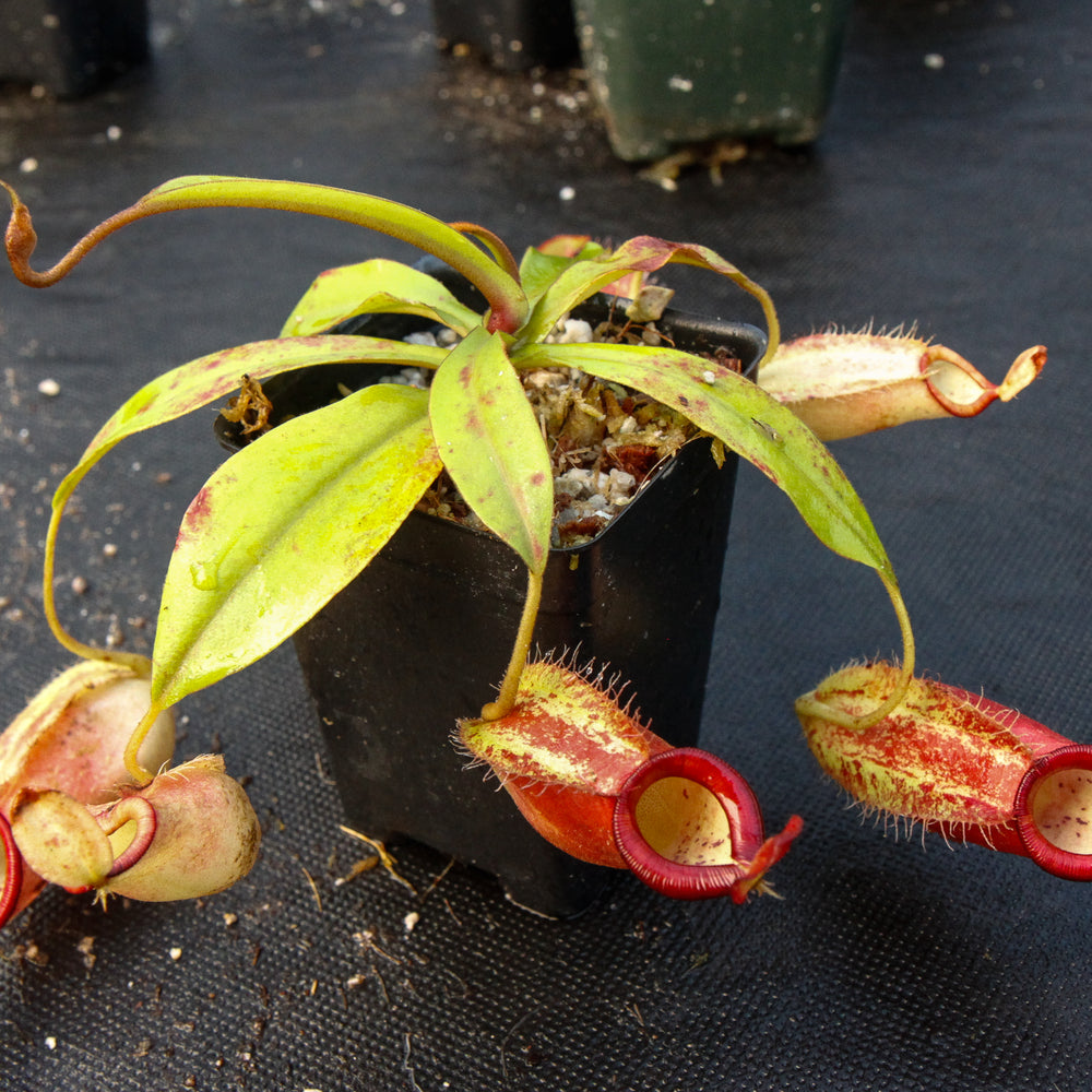 
                      
                        Nepenthes ampullaria x spectabilis
                      
                    