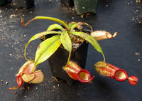 Nepenthes ampullaria x spectabilis