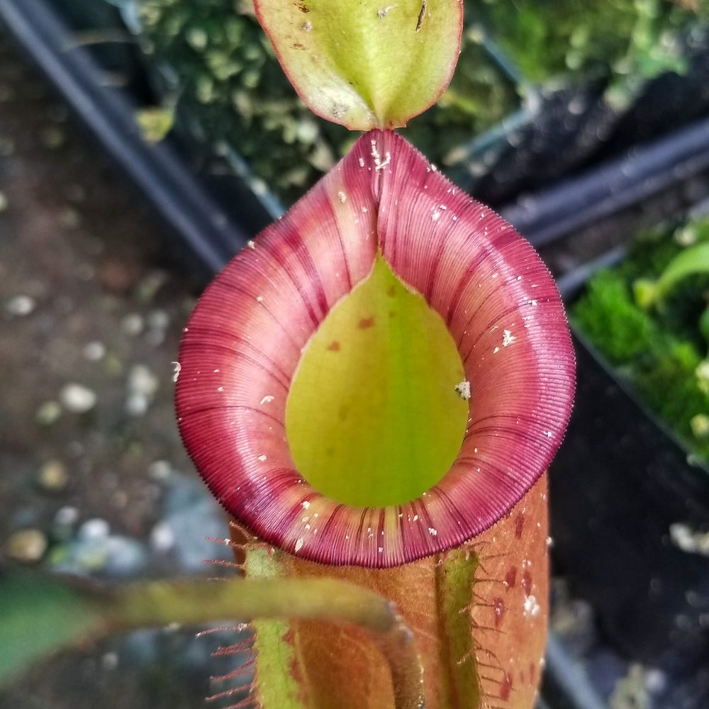 Nepenthes ampullaria x spectabilis