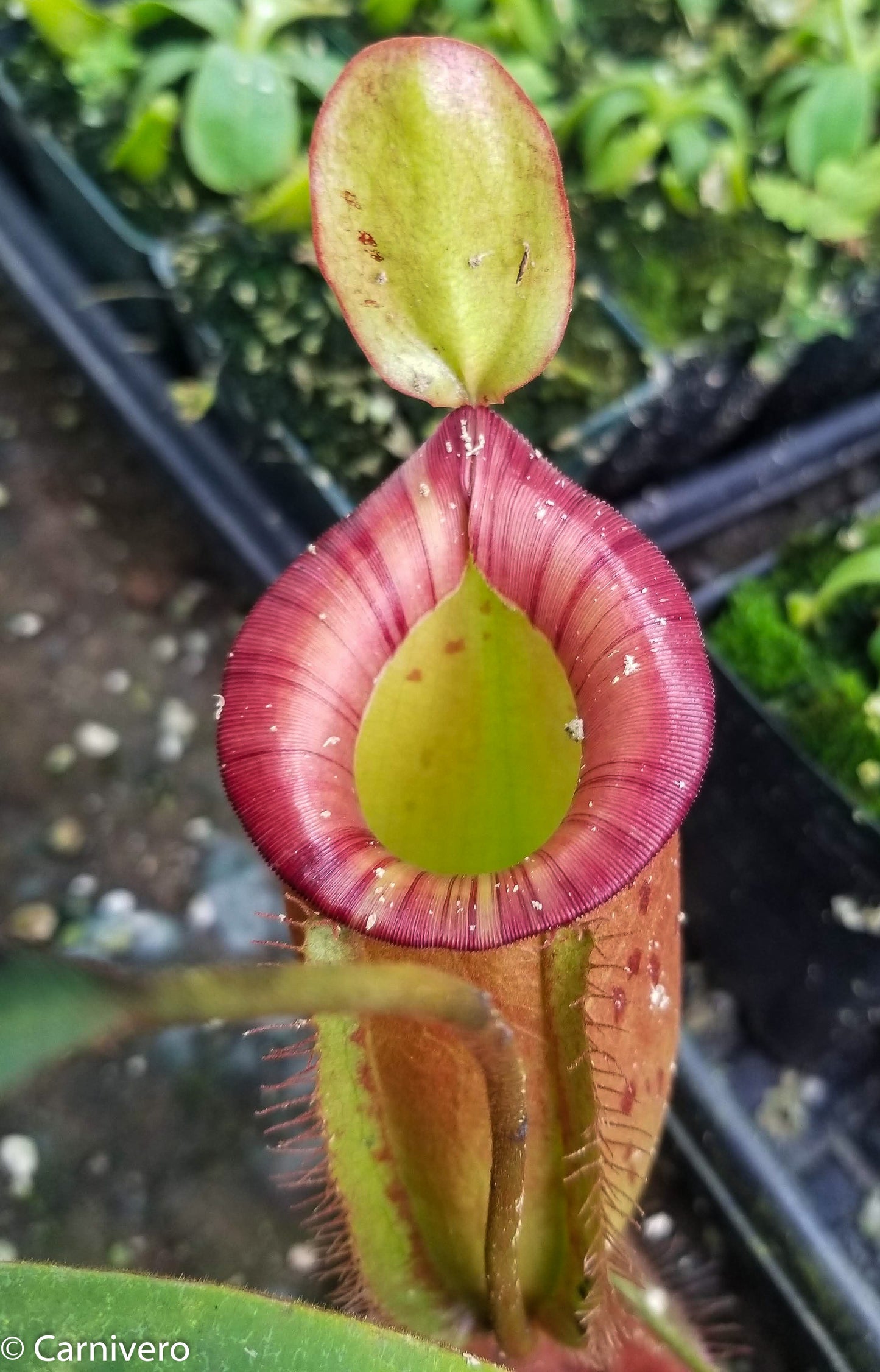 Nepenthes ampullaria x spectabilis