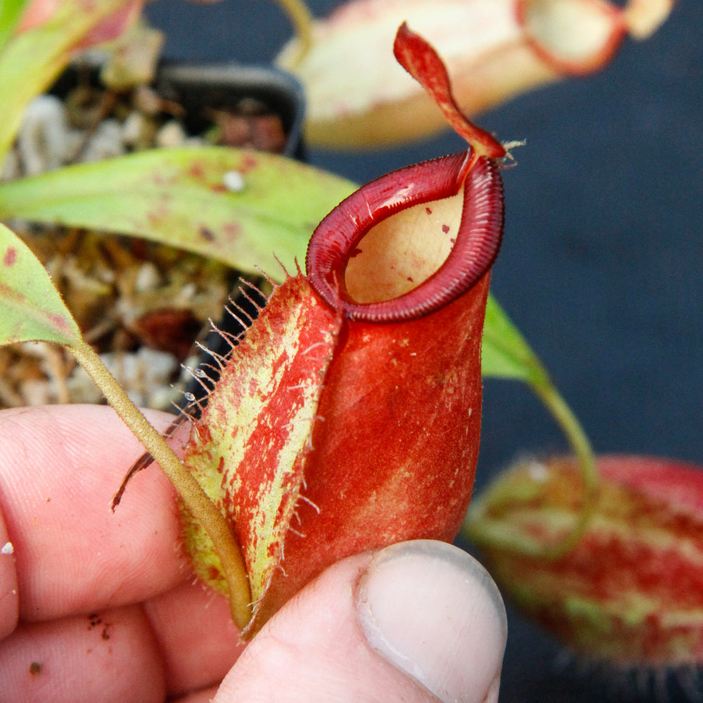 
                      
                        Nepenthes ampullaria x spectabilis
                      
                    