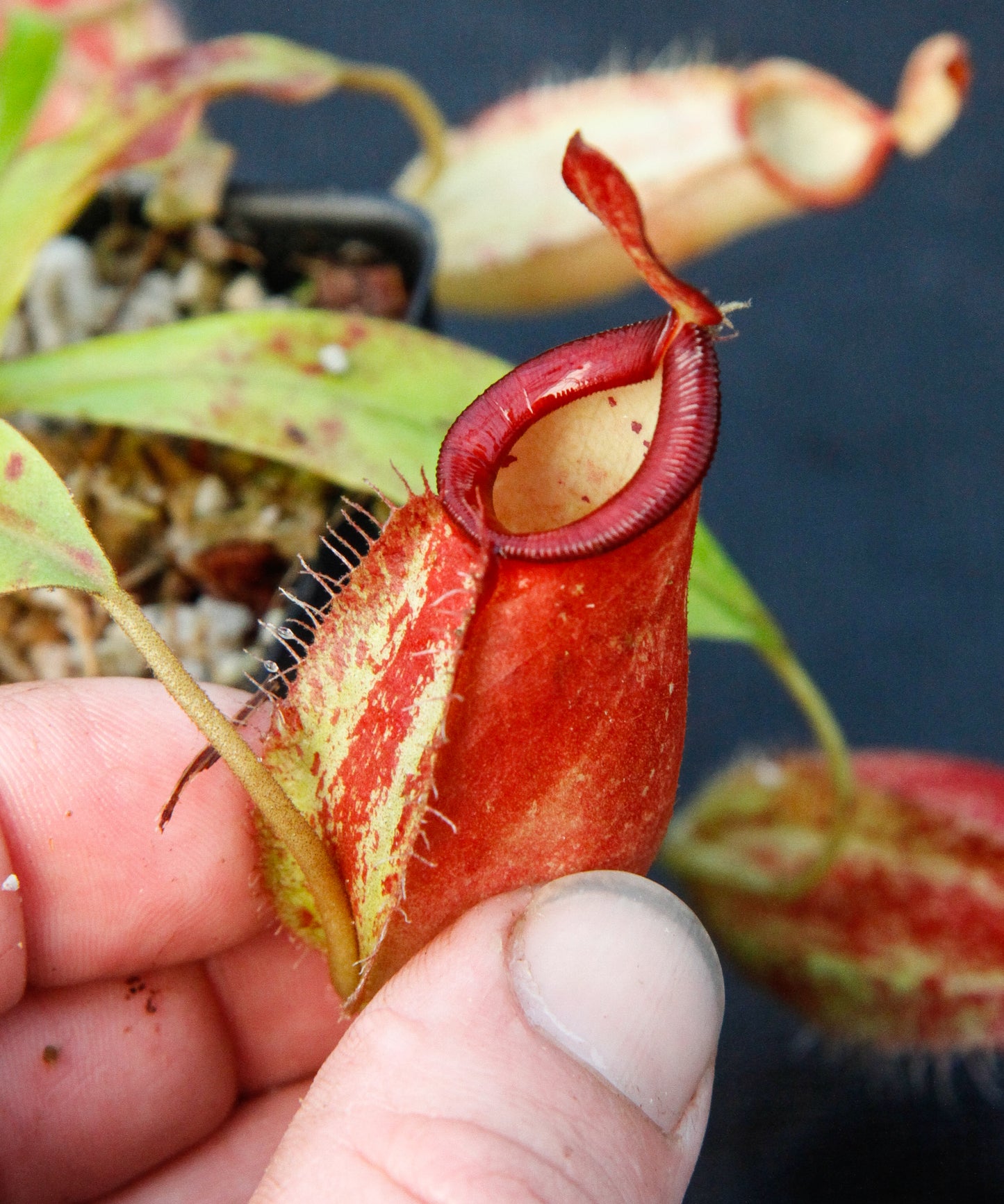 Nepenthes ampullaria x spectabilis