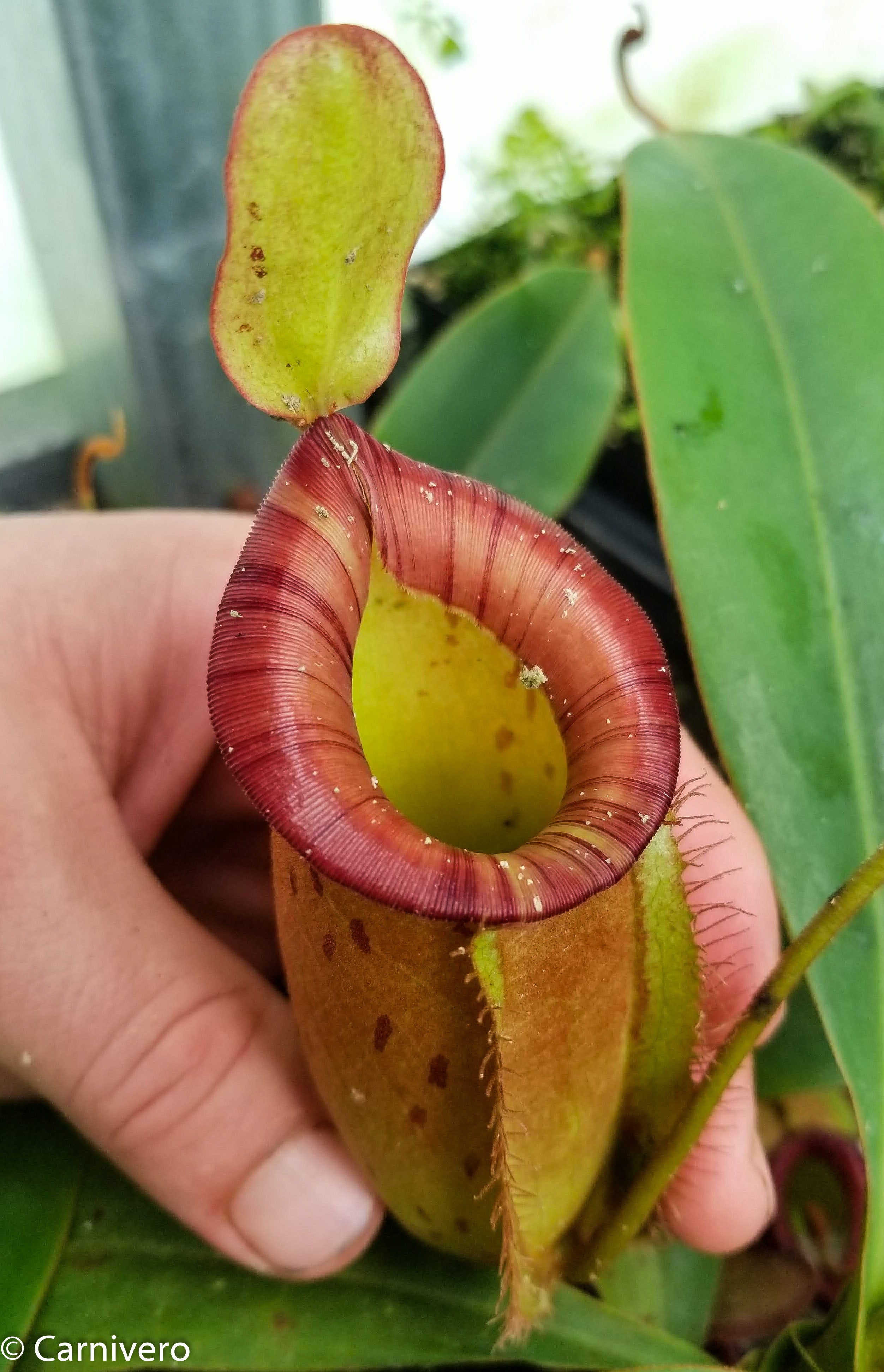 Nepenthes ampullaria x spectabilis – Carnivero