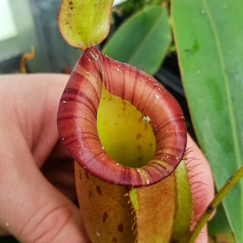 Nepenthes ampullaria x spectabilis pitcher with pale green lid and a dark red peristome around the mouth