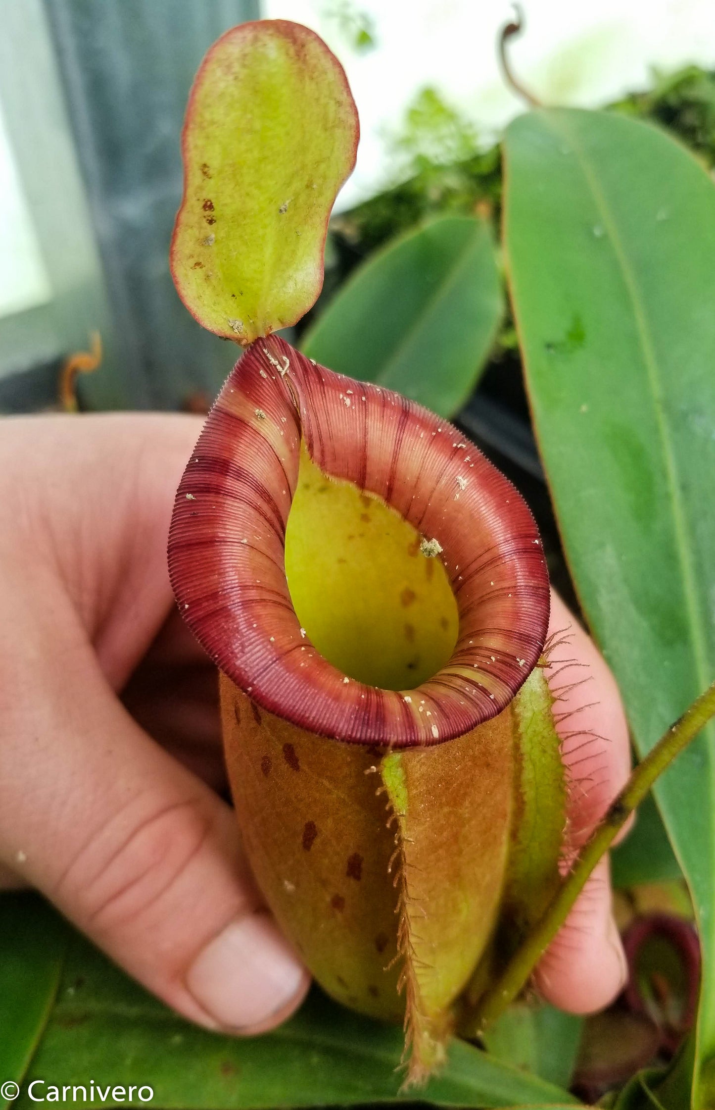 Nepenthes ampullaria x spectabilis