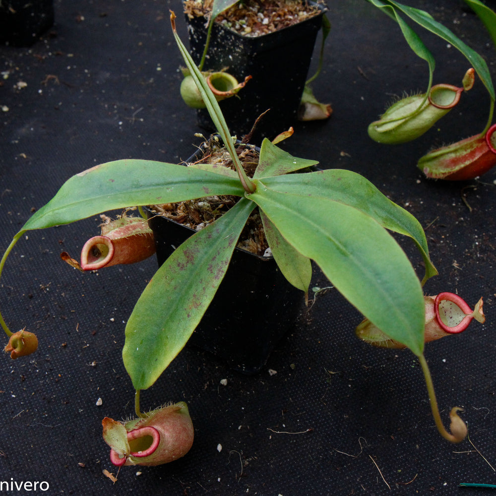 
                      
                        Nepenthes ampullaria x spectabilis
                      
                    