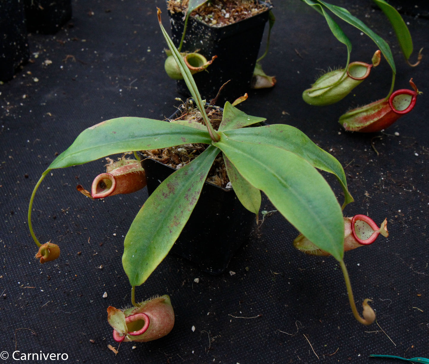 Nepenthes ampullaria x spectabilis