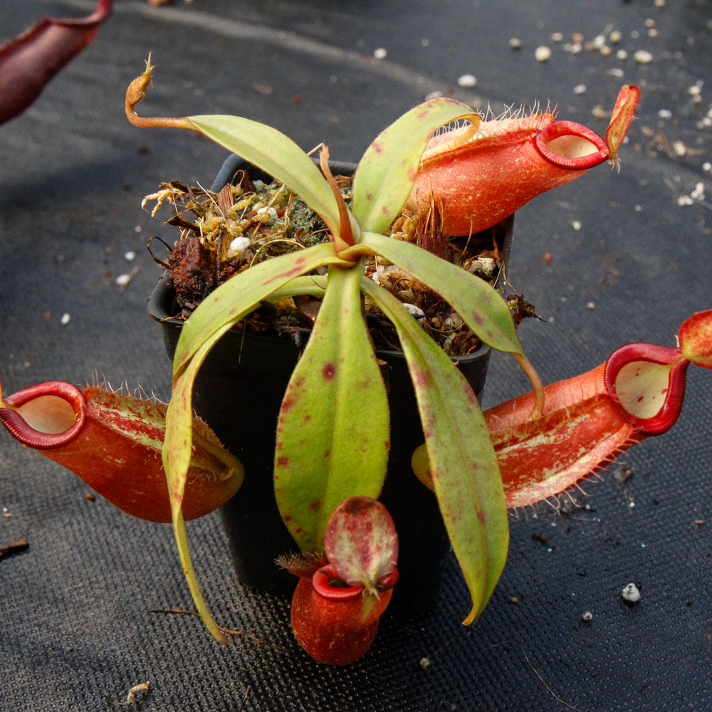 
                      
                        Nepenthes ampullaria x spectabilis
                      
                    