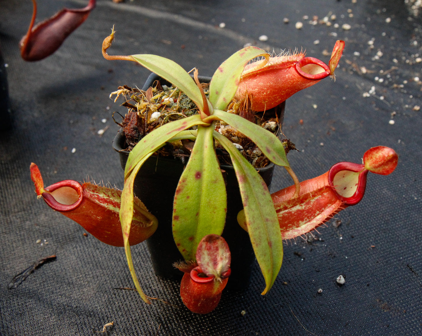 Nepenthes ampullaria x spectabilis